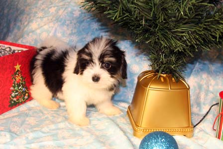 havanese-puppies
